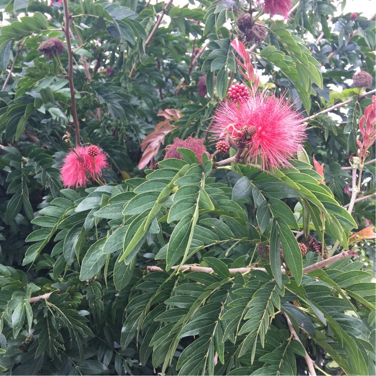 Plant image Calliandra haematocephala