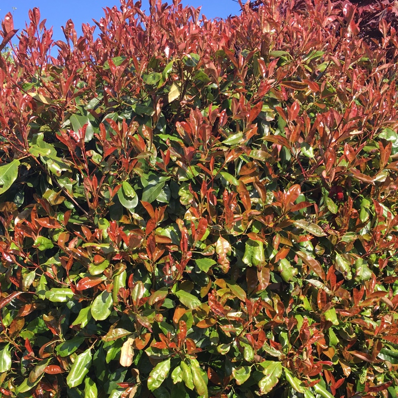 Photinia x fraseri 'Magical Volcano', Red Robin - uploaded by @fuschia