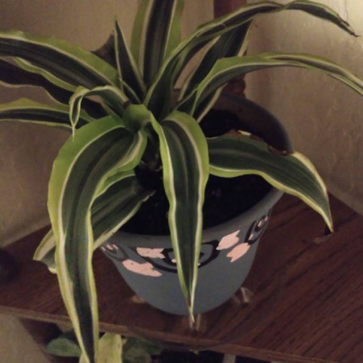 Plant image Dracaena deremensis 'Warneckii'