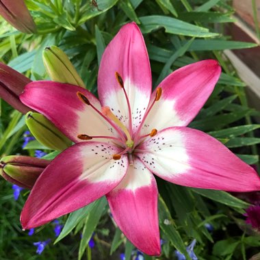 Lilium 'Holebibi' syn. Lilium 'Lollypop'