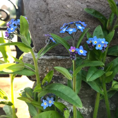 Myosotis arvensis