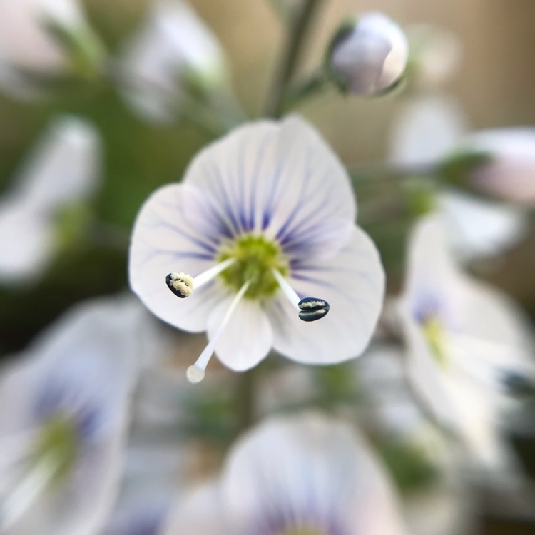 Plant image Veronica gentianoides