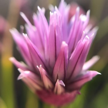 Allium schoenoprasum