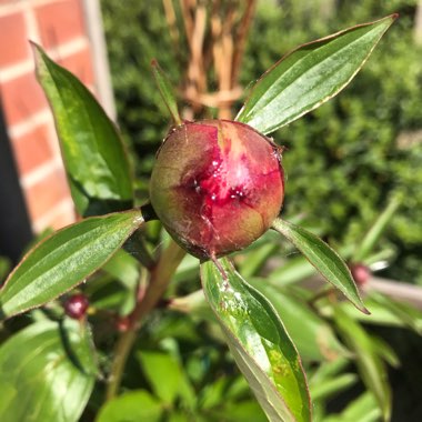 Paeonia lactiflora 'Sarah Bernhardt'