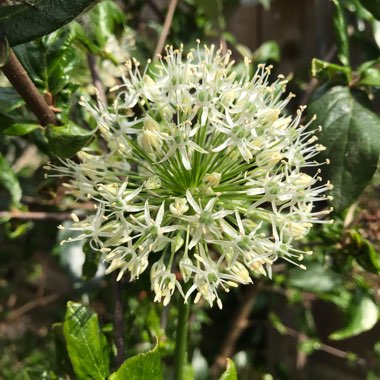 Allium 'Mont Blanc'