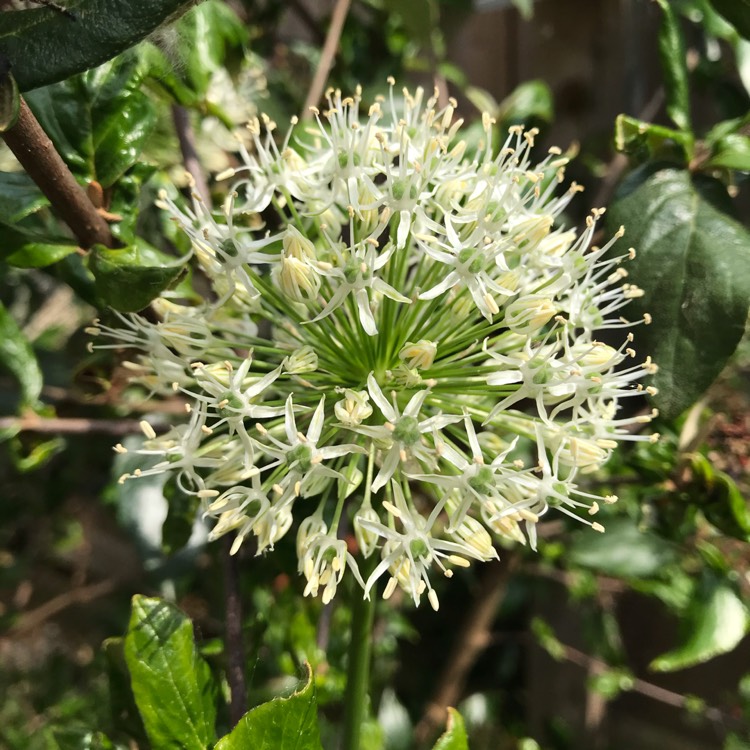 Plant image Allium 'Mont Blanc'