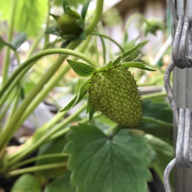 Fragaria x ananassa 'Symphony'