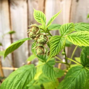 Rubus Idaeus Ottawa