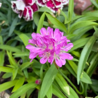 Armeria pseudarmeria 'Ballerina Lilac'