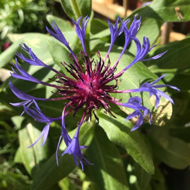 Centaurea montana