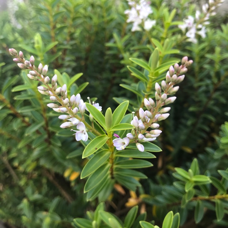 Plant image Hebe rakaiensis