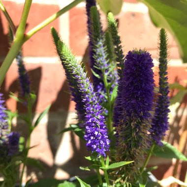 Veronica spicata 'Ulster Blue Dwarf'