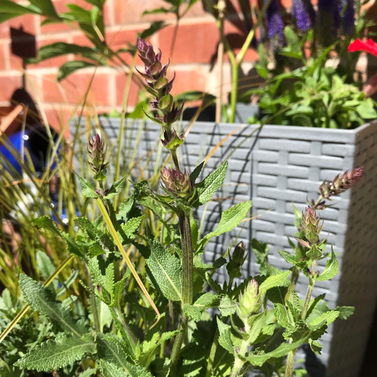 Plant image Salvia x sylvestris 'Balsalarv' syn. Salvia x sylvestris 'Blue Marvel', Salvia nemorosa 'Blue Marvel'