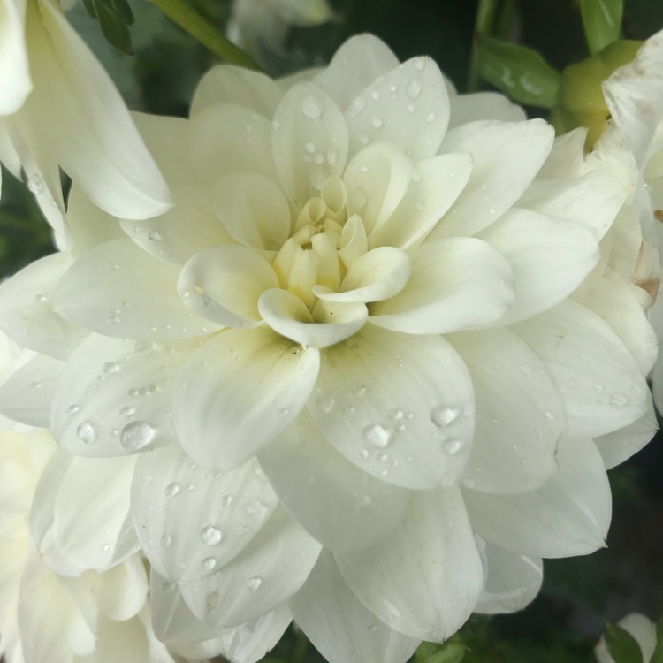 Plant image Dahlia 'Boom Boom White'