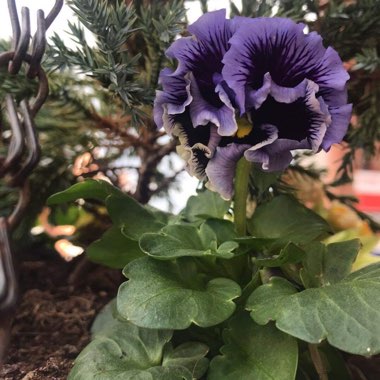 Viola x wittrockiana 'Frizzle Sizzle Blue'