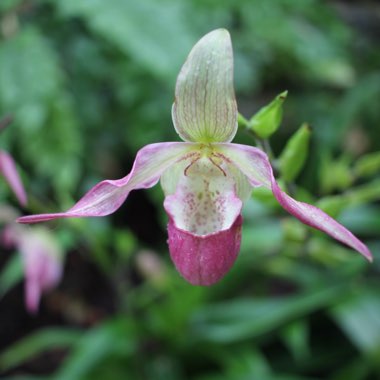 Cypripedium