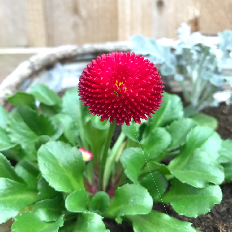 Plant image Bellis Perennis 'Romi Red'