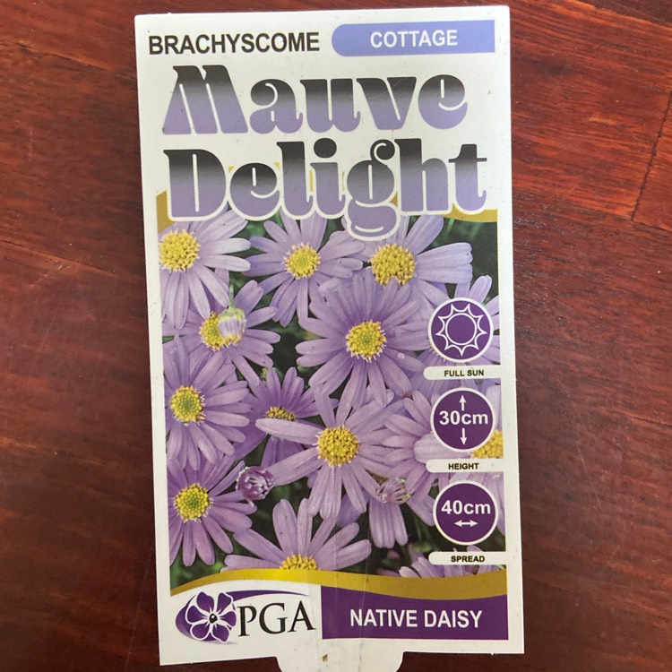 Plant image Brachyscome 'Mauve Delight'