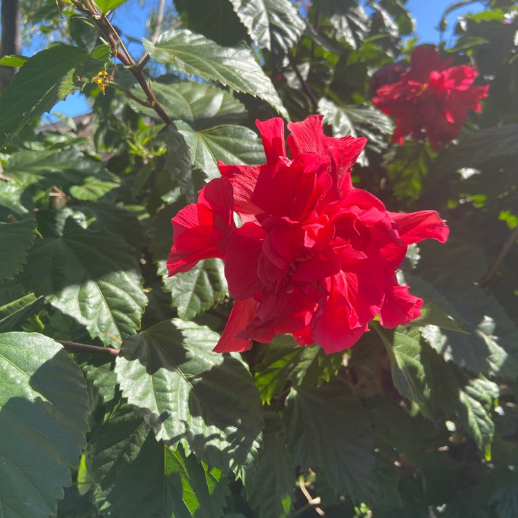 Plant image Hibiscus rosa-sinensis 'Sabrina'