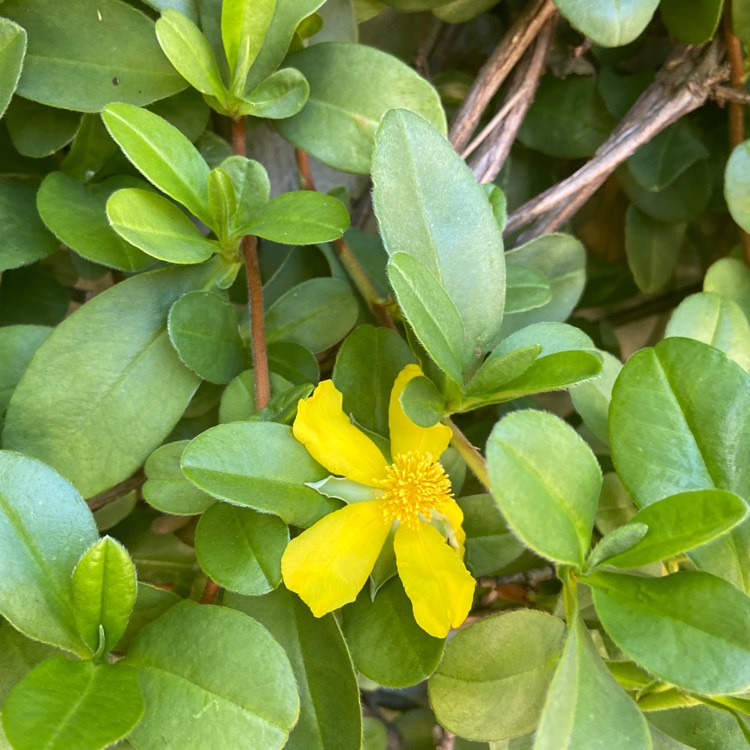 Plant image Stephania Japonica