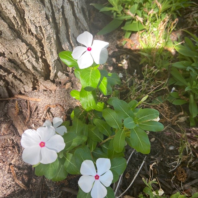 Plant image Catharanthus roseus 'Cora XDR Polka Dot'