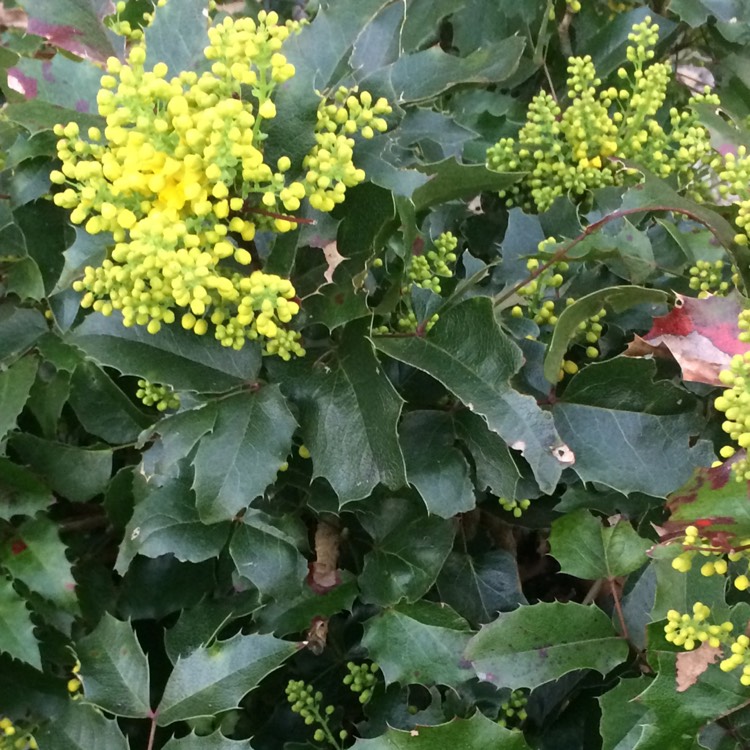 Plant image Mahonia repens