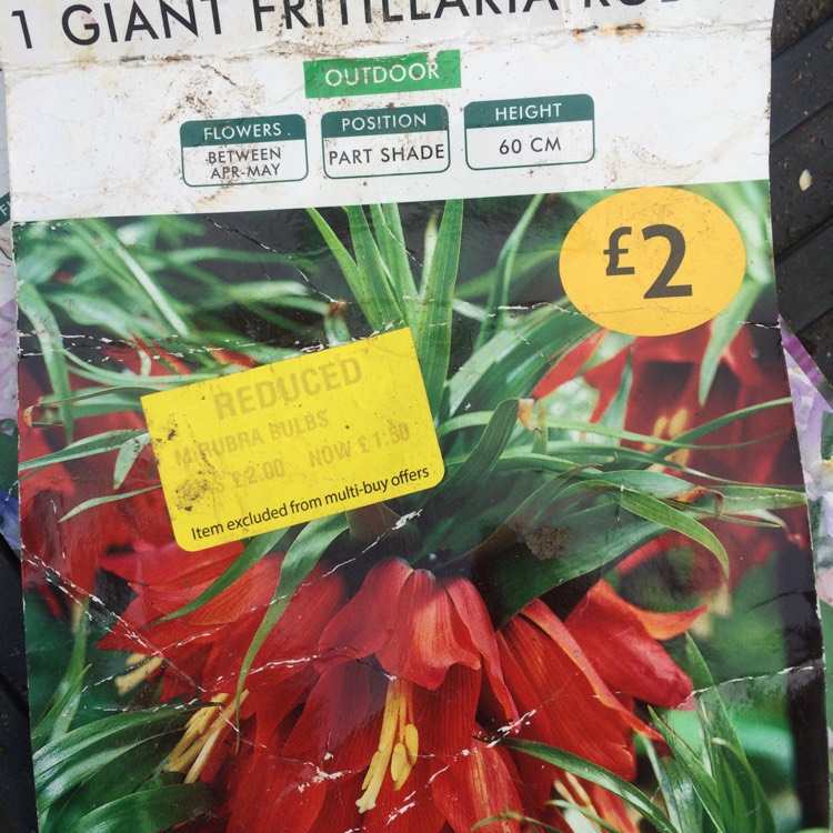 Plant image Fritillaria imperialis 'Rubra' syn. Fritillaria imperialis 'Red Baron'