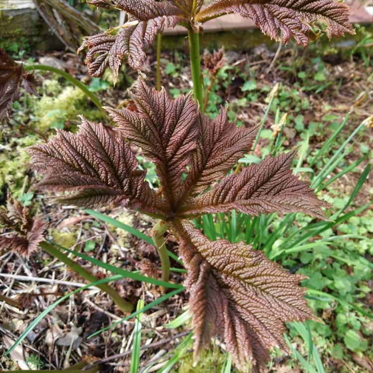 Plant image Rodgersia podophylla 'Rotlaub'