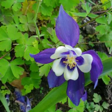 Aquilegia 'Winky Blue And White'