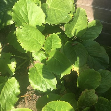 Elephant's Ears (Bergenia)