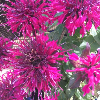 Dwarf Bergamot 'Balmy Purple'