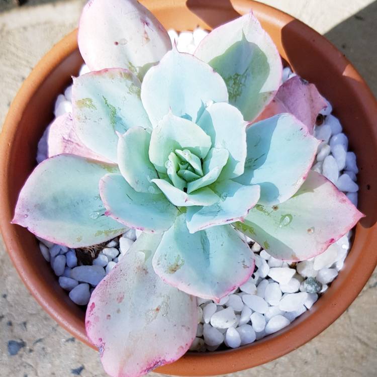 Plant image Echeveria Capri