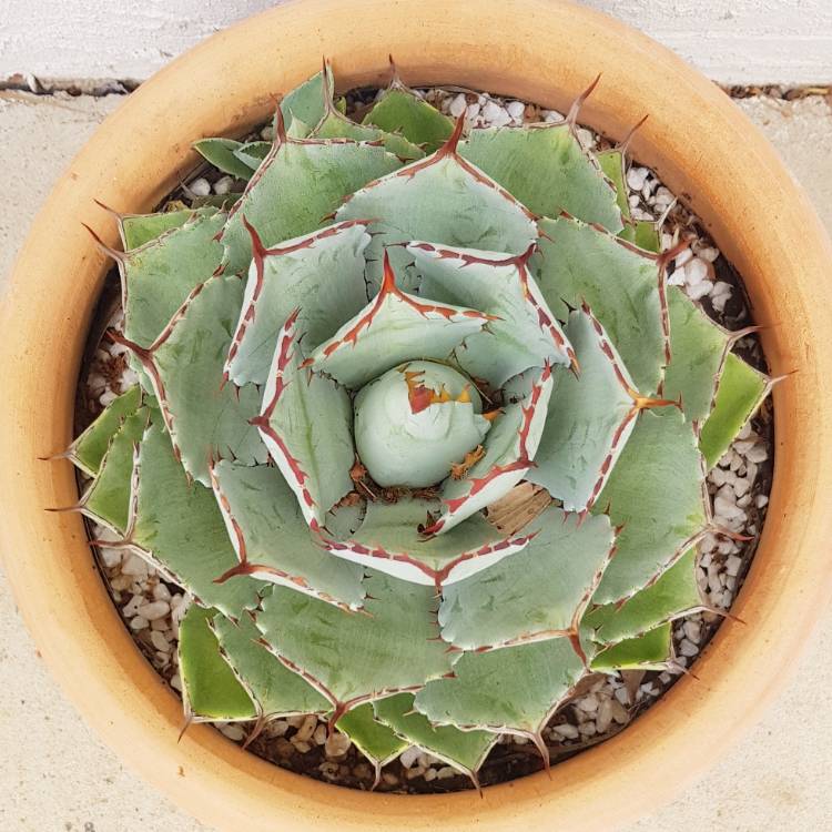 Plant image Agave parryi var. 'Truncata'