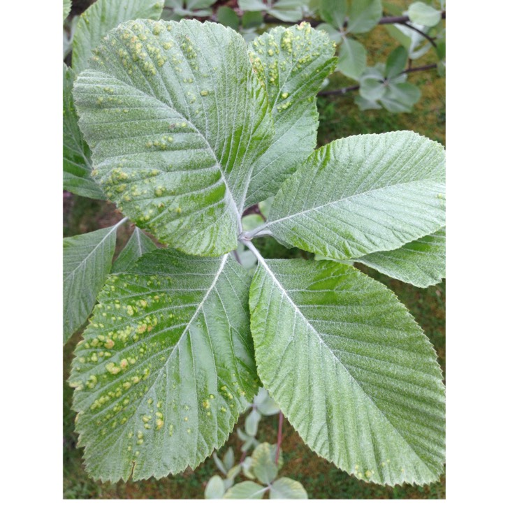 Plant image Sorbus aria