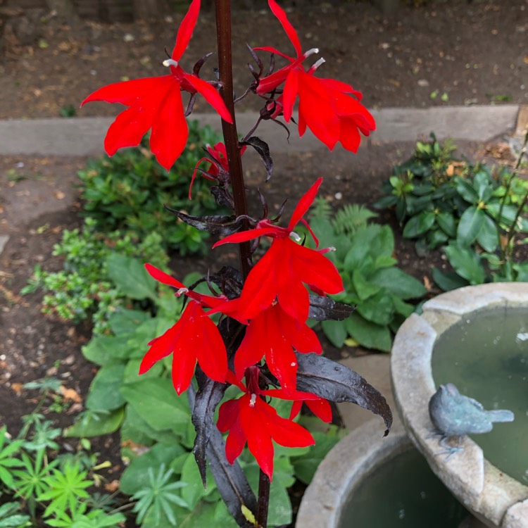 Plant image Lobelia x speciosa 'Fan Burgundy'