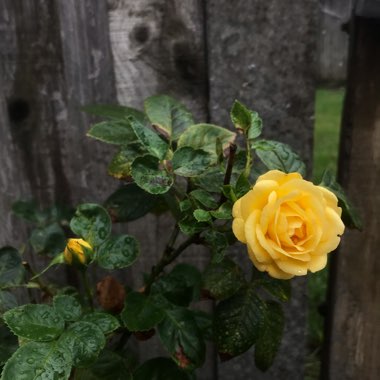 Rosa 'Wekvossutono' syn. Rosa 'Julia Child', Rosa 'Absolutely Fabulous', Rosa 'Soul Mate', Rosa 'Jirina Bohdalova', Rosa 'Anisade'