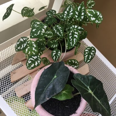 Caladium humboldtii 'Mini White'