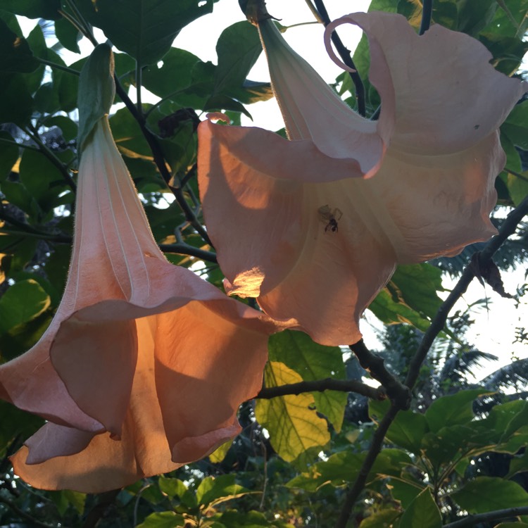 Plant image Brugmansia arborea