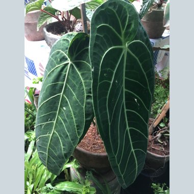 Anthurium warocqueanum