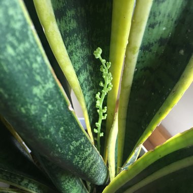 Sansevieria trifasciata