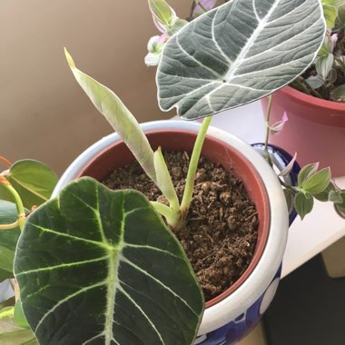 Alocasia reginula