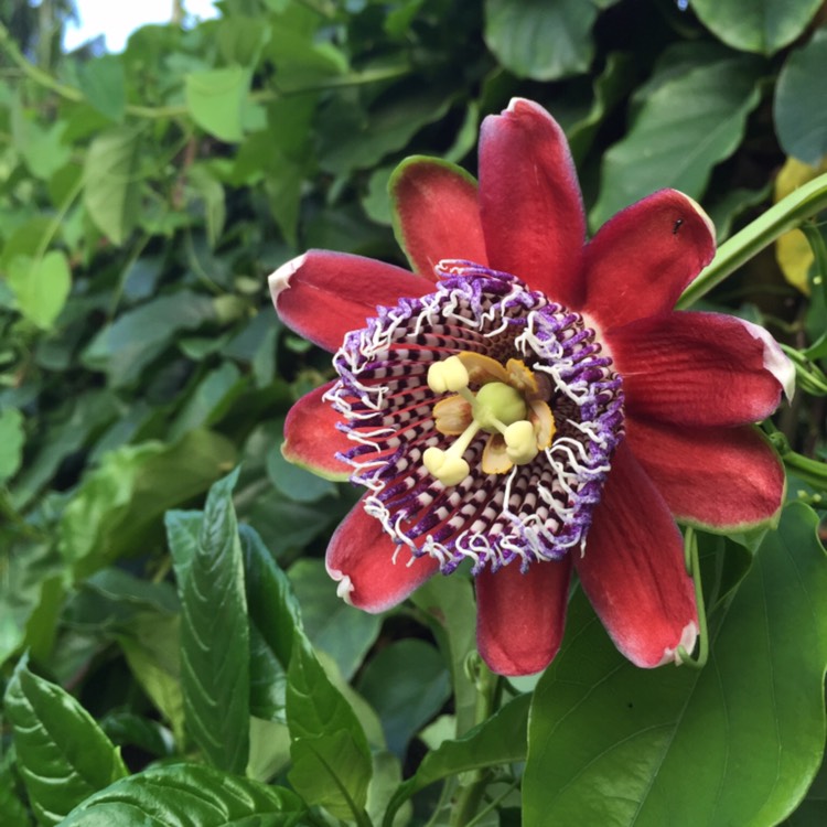 Plant image Passiflora alata