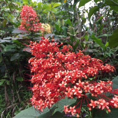 Clerodendrum paniculatum