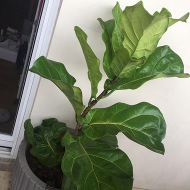 Ficus lyrata