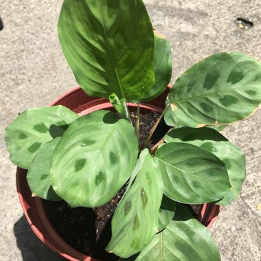 Maranta leuconeura kershoveana 'variegated'