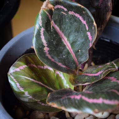 Calathea roseopicta 'Dottie'