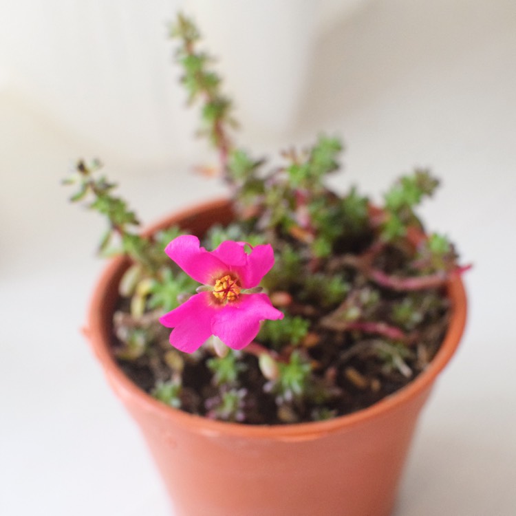 Plant image Portulaca gilliesii