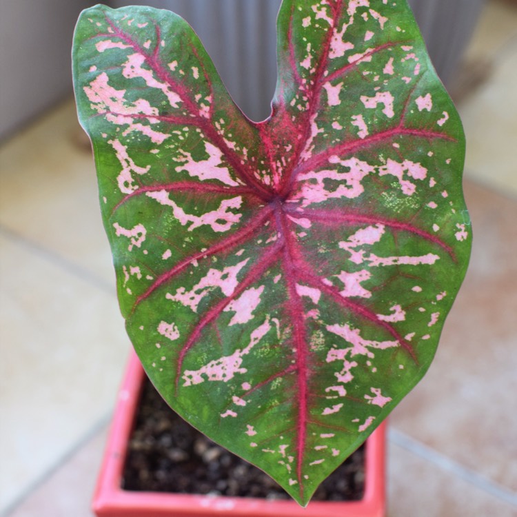 Plant image Caladium hortulanum 'Pink Cloud'