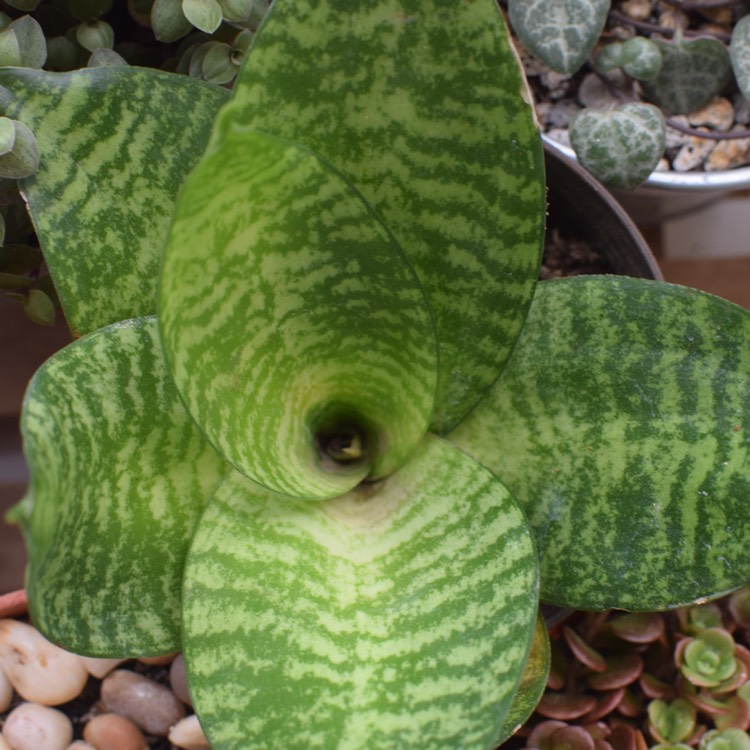 Plant image Sansevieria trifasciata Hahnii