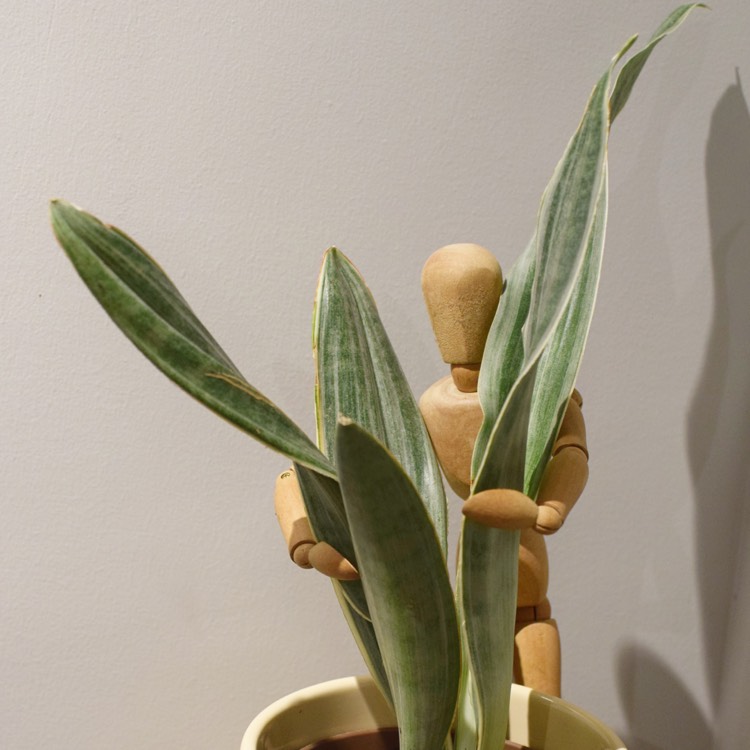 Plant image Sansevieria liberica 'Variegated'